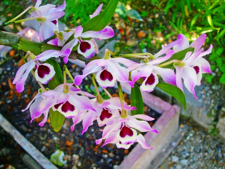 A espécie Dendrobium será um dos destaques da mostra deste ano